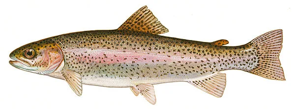 Rainbow Trout (Steelhead)